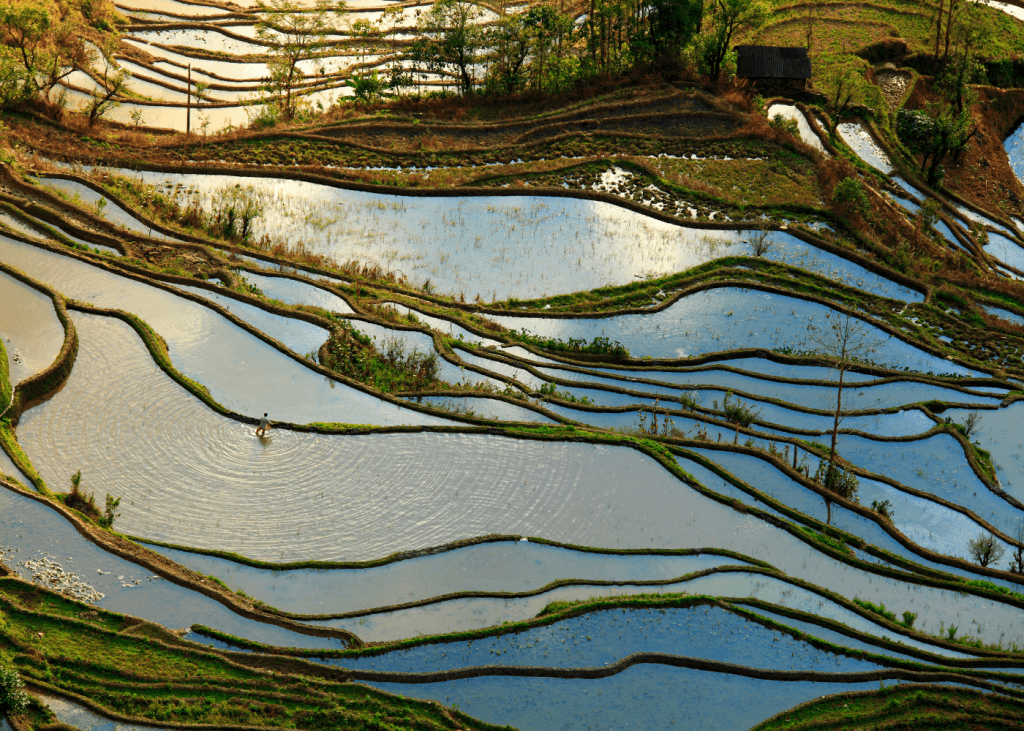 Arrozales en el Sur de Yunnan