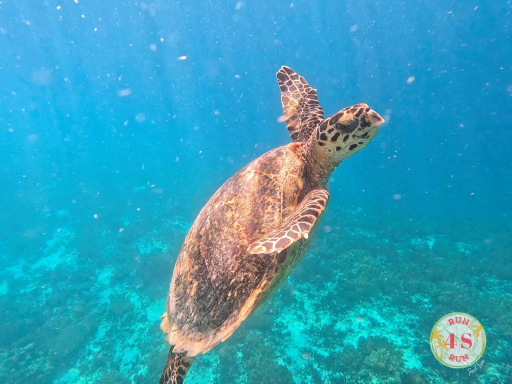 Snorkel Gili Air