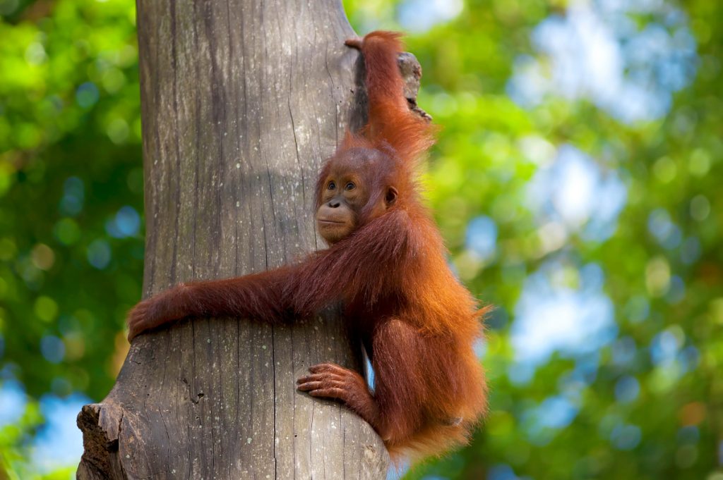 Borneo