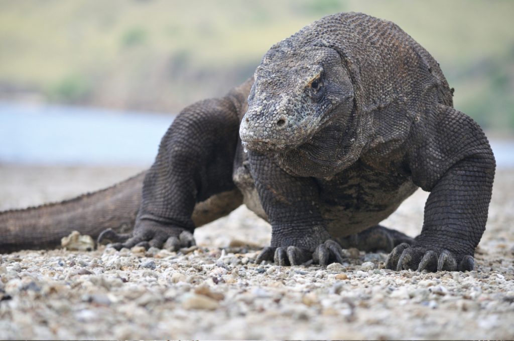 Komodo y Flores