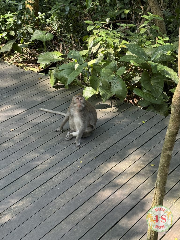 Monkey Forest