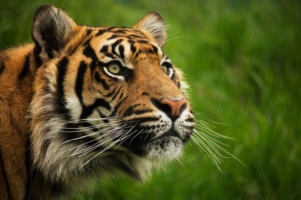Sumatra
