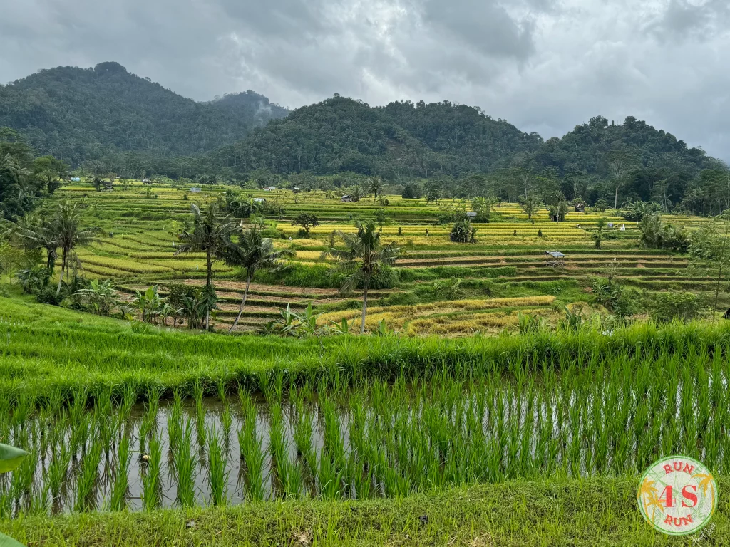 bali2